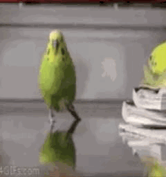 4E4C77DF-40A7-44C1-922E-4633F4D0A3D2.gif