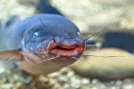 depositphotos_10757161-stock-photo-freshwater-catfish.webp