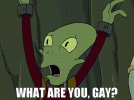What are you, gay.gif