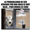 vaca.webp