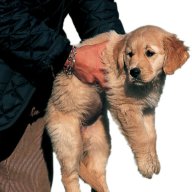 Retriever mañoso