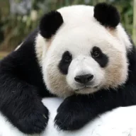 PandaMaster
