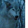 Nymeria