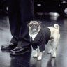 Frank el perro