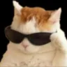 GatoPajero