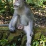 Macaque